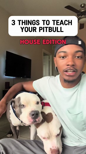 Teaching House Manners to Stubborn Pitbulls: A Guide to Well-Behaved Bully Breeds