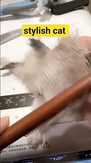 It still seems like it's a deadinside cat #cat #funny #fypシ #meme #pets