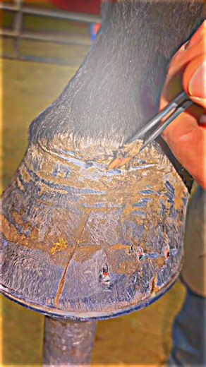 Mastering Farrier Skills: Hoof Care Techniques