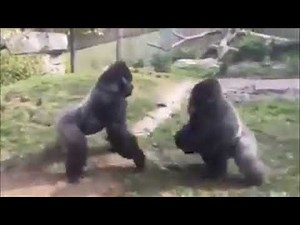 Philadelphia Zoo two male Alpha gorillas fighting over who's mating with the female gorilla