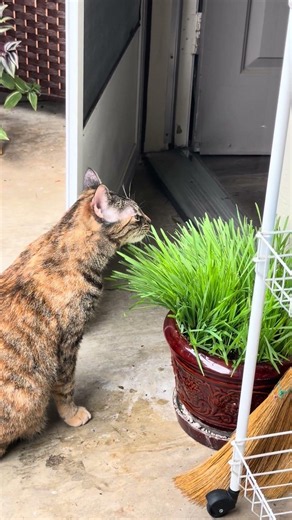 Meet Bengees’s cousin Luna! I created her a MONSTER of homegrown Car Grass!