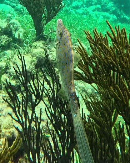 Scrawled Filefish on coral reef in Caribbean Sea #filefish #pezlija #monacanthidae #scrawledfilefish