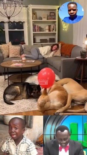 Chicken Pops Balloon and Sends Everyone Running 😂🐶💥 #FunnyPets #balloonprank #funreels #reelsviralシfb | Philip Murunga