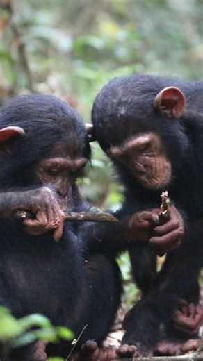 Jane Goodall Institute 🇨🇦 on Instagram: "Dr. Jane discovered that we, as humans, have more in common with chimpanzees than we ever knew: "Understanding what chimpanzees are like has made me realize that we humans are not so different from other animals as we used to think." And yet, even with our many similarities, chimpanzee societies work very differently than our own. Instead of staying in groups that don't change, chimpanzees live in "fission fusion" social systems. But what does that even