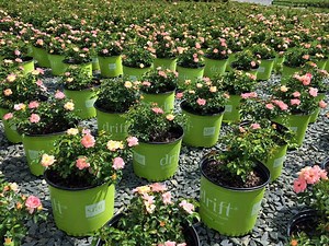 How To Prune Drift Roses - PlantingTree