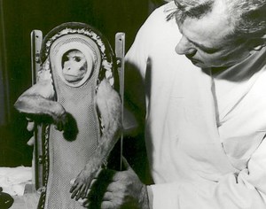 How Do Space Programs Train Animals To Explore the Final Frontier?