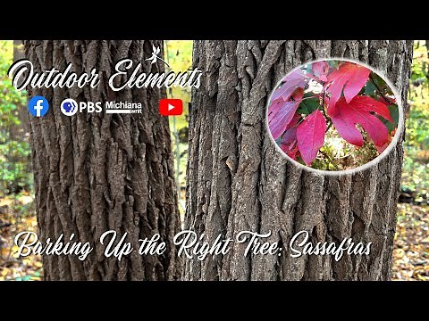 Barking Up the Right Tree: Sassafras | OE