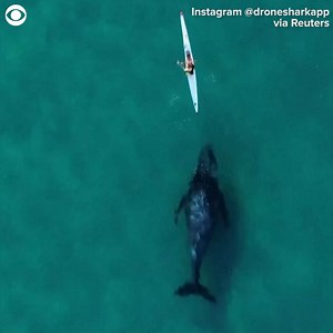 12K views · 458 reactions | CLOSE ENCOUNTER: A kayaker had an up-close encounter with a humpback whale at Bondi Beach in Sydney, Australia, on June 24. Drone footage captured the moments the whale was seen swimming alongside and then following the kayaker in shallow waters. | WCAX-TV | Facebook