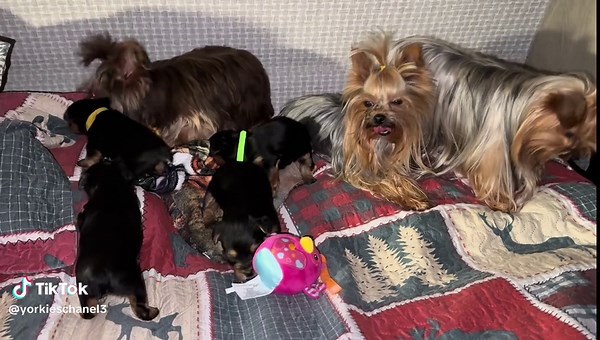 Joyful Moments with Teacup Yorkies