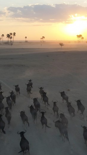 8.4K views · 164 reactions | The Jack's Camp experience is totally unique and captured beautifully in this video by Sara Jabril. #jackscamp #jackscampbotswana #safarisofcharacter #unchartedafrica #naturalselectiontravel #naturalselectionsafaris #makgadikgadi #makgadikgadipans #botswana #botswanasafari | Natural Selection | Facebook