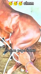 horse breeding season time | Baby Horses