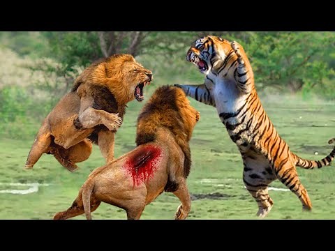 Tiger vs Lion...Tiger Fights And Kills 2 Lions To Prove Who Is The King...Latest Lion Vs Tiger