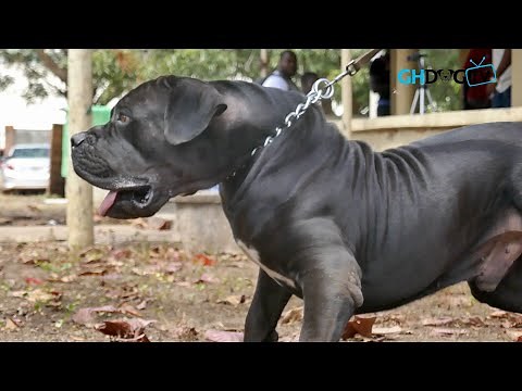 The Big Black Boerboel 'Groot Lumberjack'