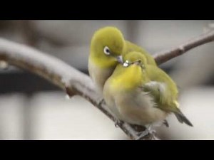 メジロの愛撫・目白玉・目白押し