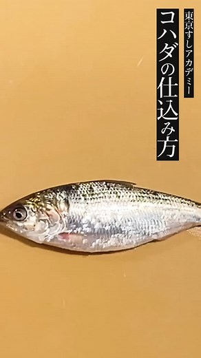 東京すしアカデミー | コハダの仕込み方① 東京すしアカデミー講師の村上が、お寿司の質問に答えます。 #東京すしアカデミー #寿司職人 #寿司学校 #飲食店経営 #飲食店開業 #寿司 #寿司職人になりたい #コハダ | Instagram