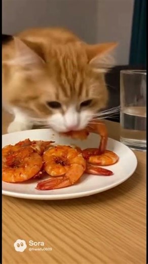 In case you’ve never seen a cat eat shrimp like this 😋🦐 #cat #funny #cuteanimals