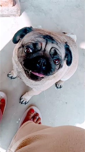 #foryou #forpage #forviral #cutedog