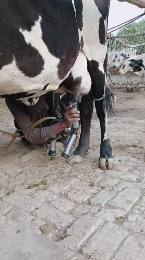 923K views · 20K reactions | Milking time #cow #cutecow #dairy #coworking #cowboy #bull #cowsofig #animal #milk #viralreels | Dairy Aussie | Facebook