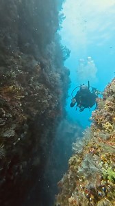 Here's a glimpse of what Amy and Gregory encountered with @idivekomodo completing their open water diver course. Congrats to them! Do you remember what you saw on your Open Water Course dives? 📷: @idivekomodo (IG) | SSI