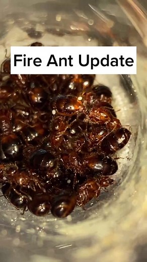 Exploring the World of Fire Queen Ant Colonies