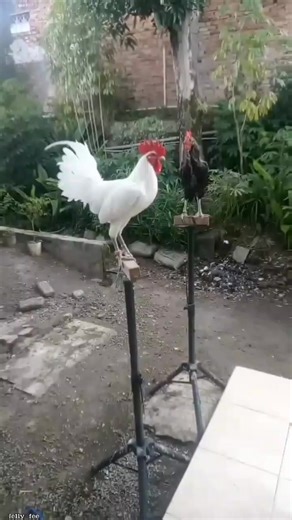 Is he laughing or is he summoning something? I'm scared 😕😫. #jelly_fee #ti̇ktok #fyp #trend