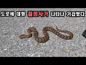 도로에 대형 칠점사가 나타나 기겁했다. 길이가 1m가 되는 맹독 칠점사 출현.