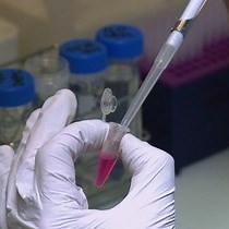 Video: Enhanced Northern Blot Detection of Small RNA Species in Drosophila Melanogaster