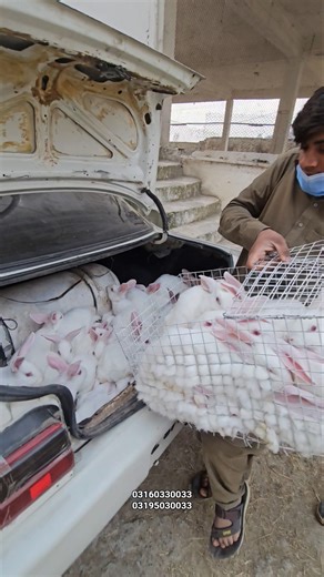Rabbits For Meat Purpose In Pakistan