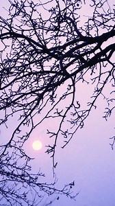 686K views · 9.2K reactions | China's ice sculpture history has been over 3,000 years old. According to the Tang Dynasty's "Kaiyuan Tianbao Yishi", the descendants of Yang Guozhong used ice to carve birds, beasts, mountains, rivers, etc., which have certain aesthetic value. If you make it this far, you deserve a gift   https://hiddenvieww.com/secret | Vadan Curtis | Facebook