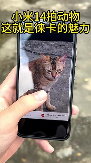 Top Compact Phone 2024: Xiaomi 14 Review