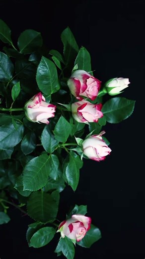 Beautiful Timelapse of Rose Flowers Blooming