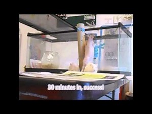 Experiment: Animal Behavior Observations