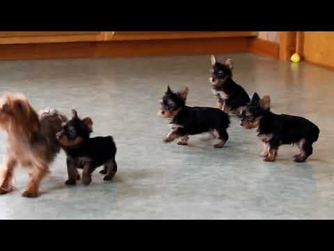 Yorkshire Terrier Puppies For Sale