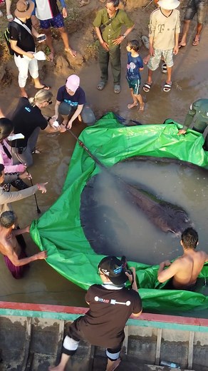 Largest freshwater fish 🐟 300 kg (661 lb) / 3.98 m (13 ft) long - female giant freshwater stingray, aka whipray 🇰🇭 📽️ Wonders of the Mekong | Guinness World Records