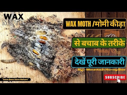 Wax Moth treatment for bees | Wax Moth control kaise kare | Wax Moth information | Part01 Beekeeping