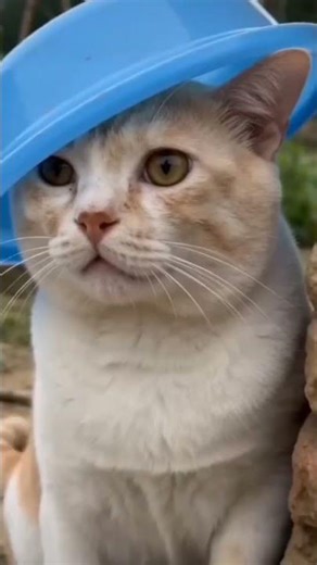 This Cat’s Reaction to Fireworks Will Make You Laugh 😂v