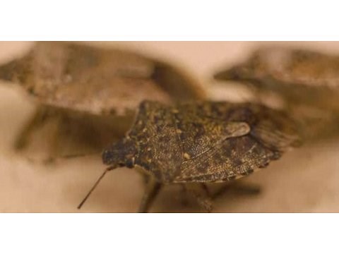 How Do You Get a Bed Bug Infestation? | Pest Control