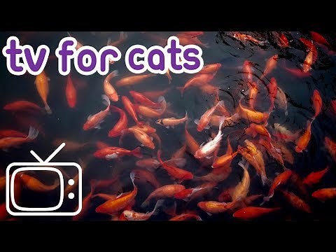 Cat TV: Videos for cats and kittens to watch!