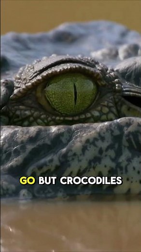 How Crocodiles Use the Death Roll