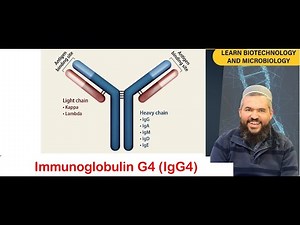 L 62: What is Immunoglobulin G4? Understanding its structure and Its Role in Immunity