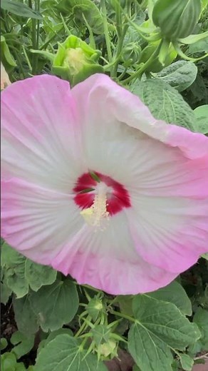 Luna Pink Swirl Hardy Hybiscus: It Comes Back Year After Year