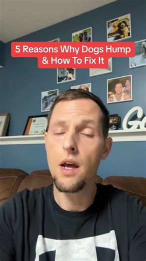 Why Dogs Like To Hump #dogtraining #dogtrainer #positivedogtraining #forcefreedogtraining #dogtrainingtips #dogtraininglife #dogbehavior #dogobedience #obediencetraining #trainyourdog #rewardbasedtraining #dogtrainersofinstagram #dogtrainingjourney #dogtrainingadvice #boardandtrain #BestBuddyDogTrainer #MarylandDogTrainer #SouthernMarylandDogs #dogtrainingacademy #inhomeobediencetraining #dogtrainingprogram #dogtrainingclass #dogtrainers #dogtrainingvideos #dogtrainingcommunity #dogtrainingmotiv