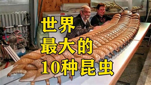 世界最大的十种昆虫，第1名老鼠见到也要绕道，巨物恐惧者慎入