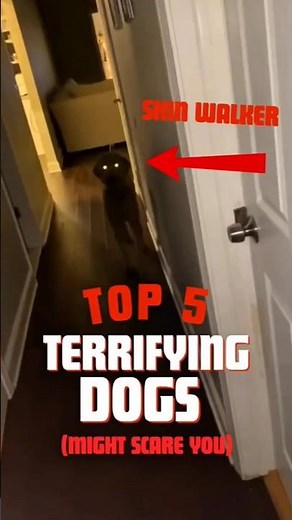 TOP 5 TERRIFYING Dogs that might SCARE YOU! 😱 #shorts #scarydogs #scary