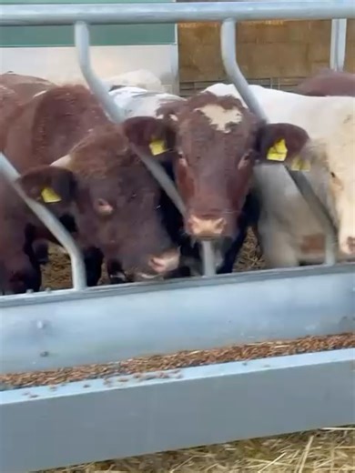 Melton Mowbray Market on Reels