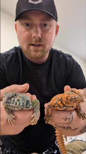 Uromastyx Are The Best #lizard #reptiles #uromastyx #petlizard