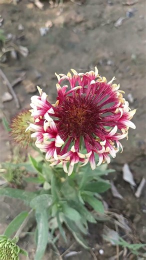 😍🌸 Nature ka hidden magic😱☘️🏵️#viral #nature #plantsofindia #flowers #trending #garden