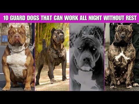 10 Guard Dogs That Can Work All Night Without Rest | Best Night Watch Dogs
