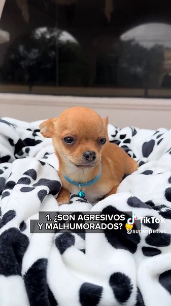 5 Mitos y Verdades Sobre la Raza de Perros Chihuahua