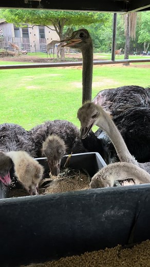 Emus Feeding in a Wildlife Park Setting